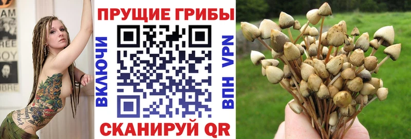 дарнет шоп  Новосиль  Псилоцибиновые грибы Cubensis 